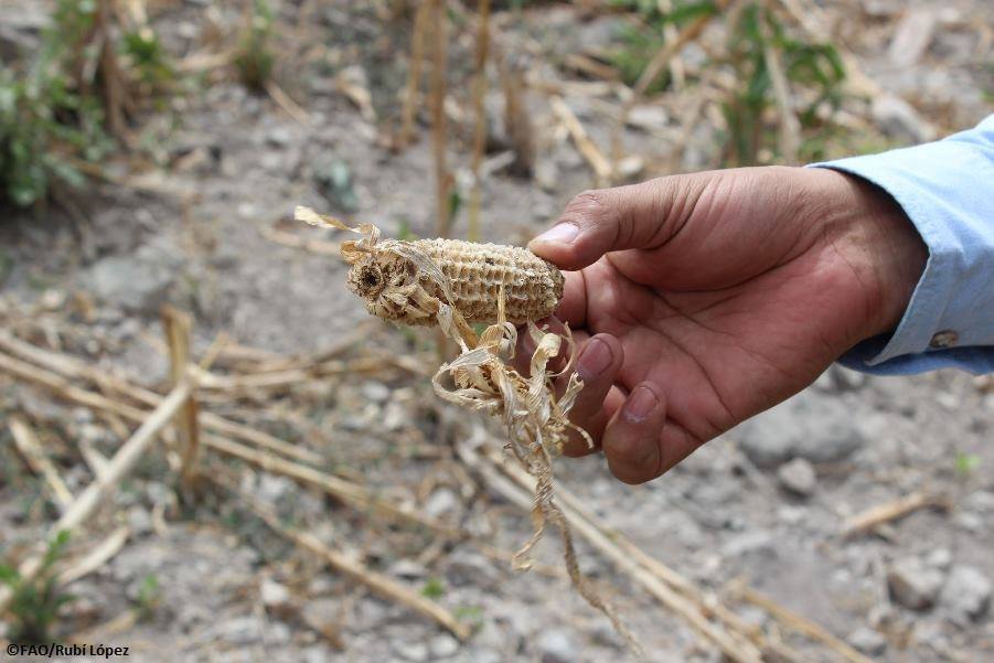 Foto: FAO