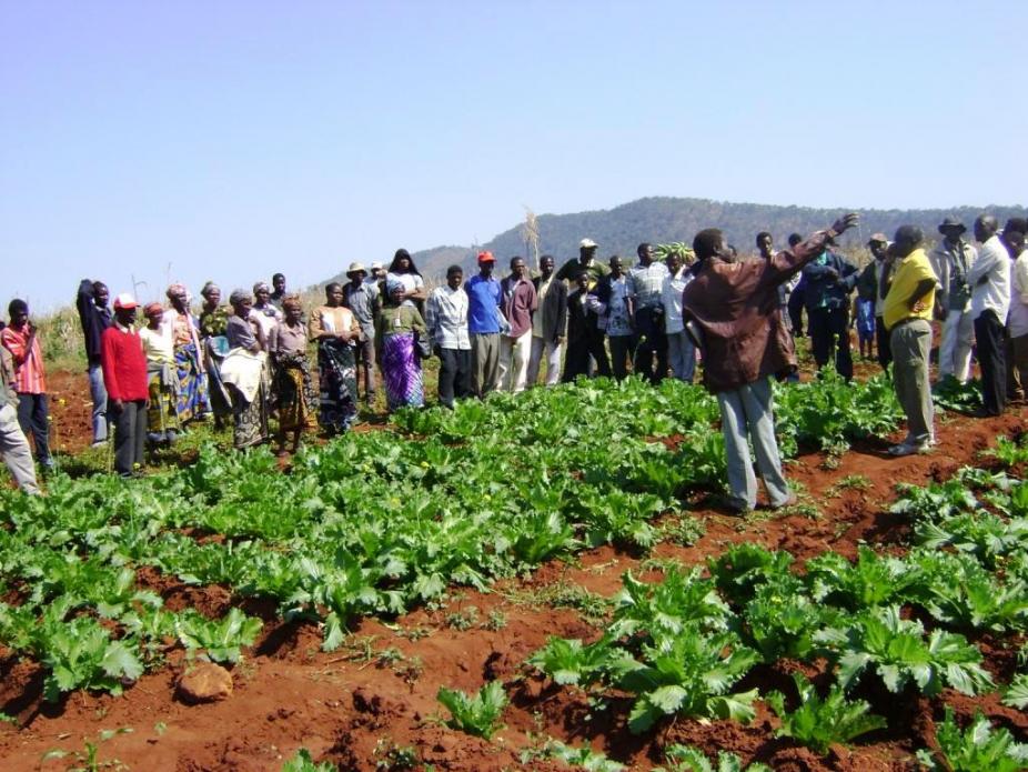 (adpp-mozambique.org)